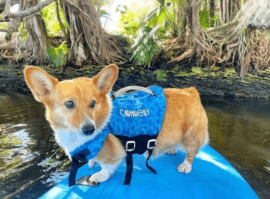 DOG NEOPRENE VEST - OTIS - Connelly Skis NZ